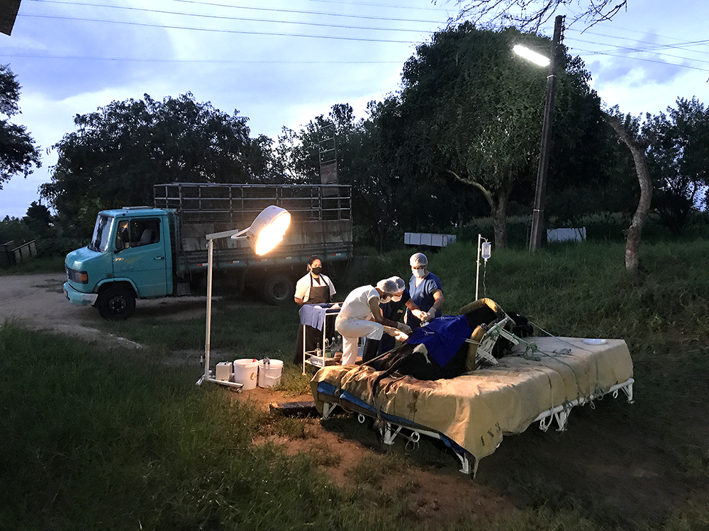 atendimento clínica de bovinos