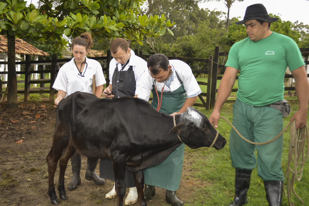 Equipe da Clínica de Bovinos atende gado em campo